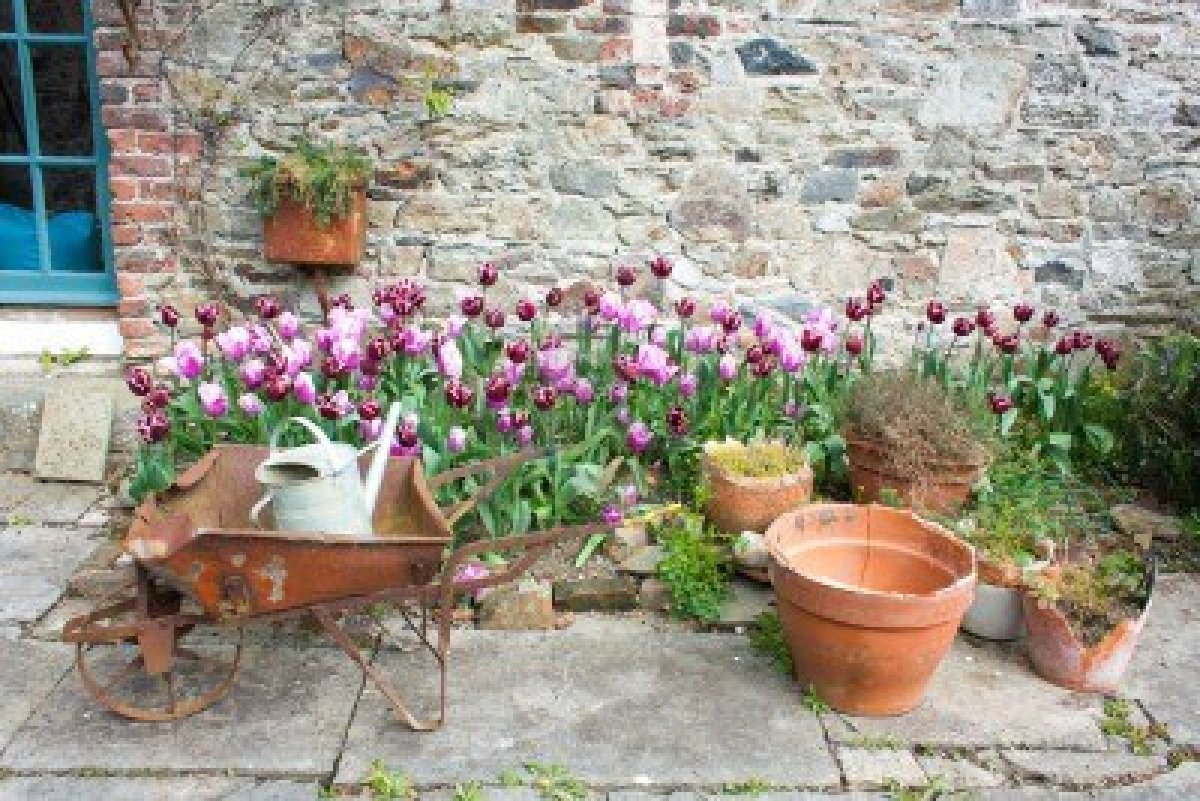 13200632-jardin-con-tulipanes-y-macetas-de-flores-de-color-naranja-y-una-carretilla