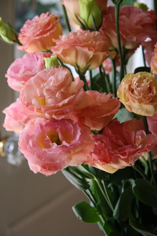 Ramo de Lisianthus  rosas. jpg - Pinterest