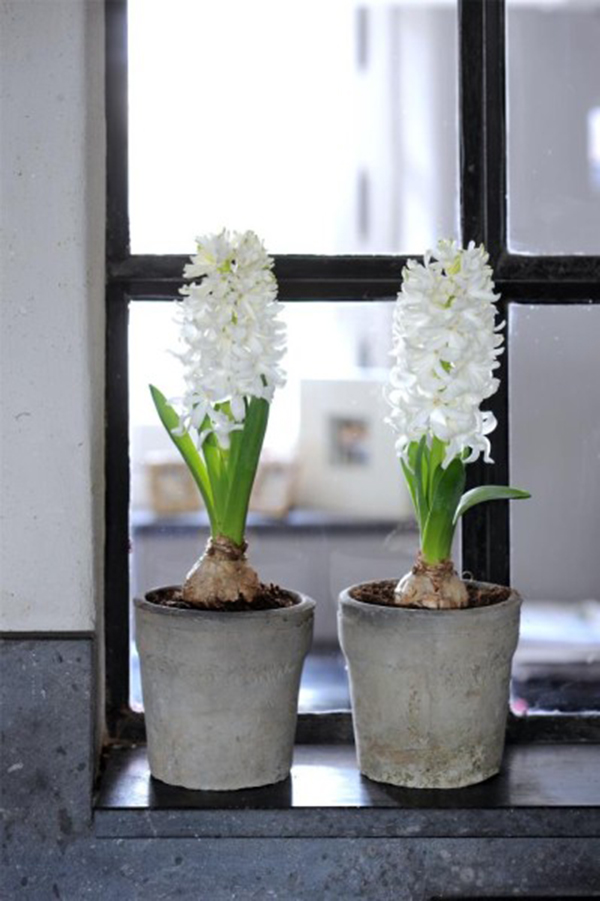 El jacinto, flor de la constancia | Blog Mar de Flores